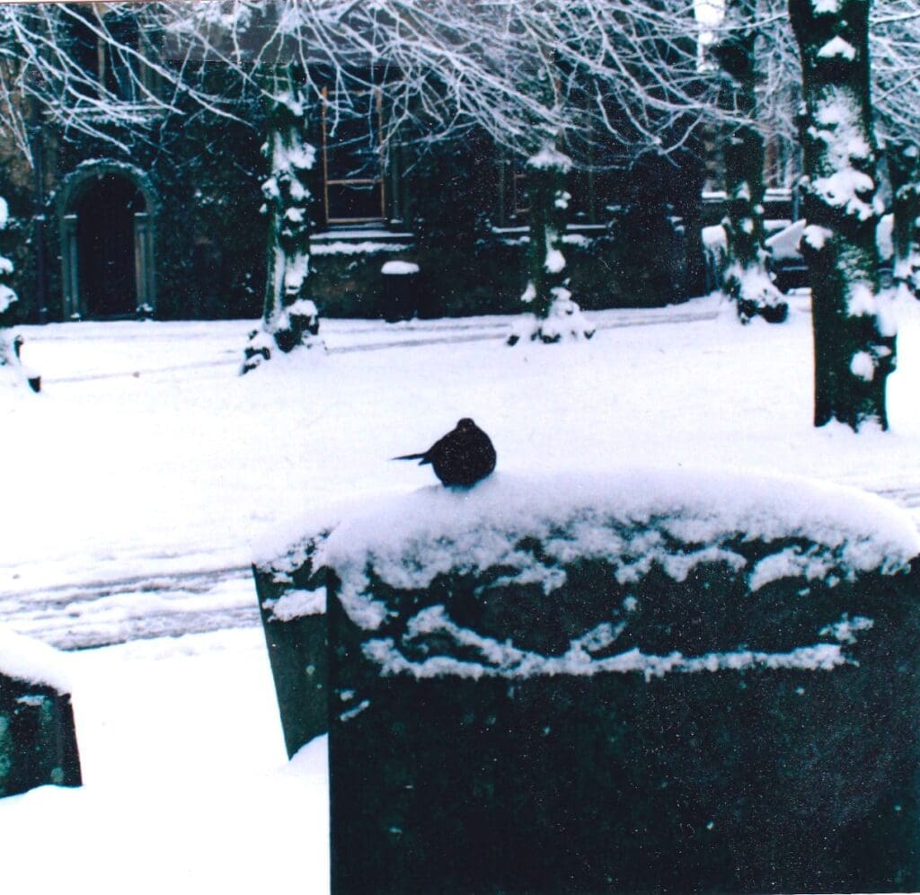 A bird sitting on top of a bench in the snow.