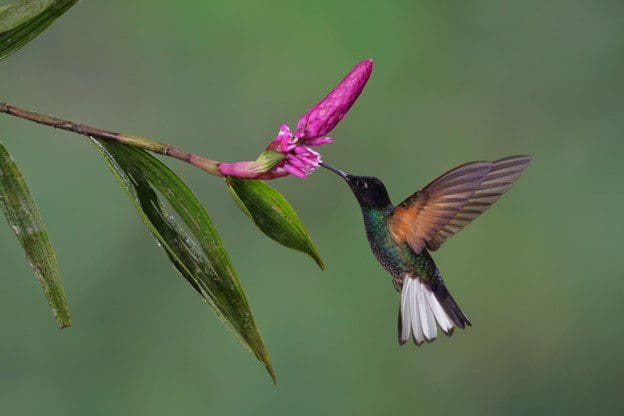 A hummingbird flying next to a flower.