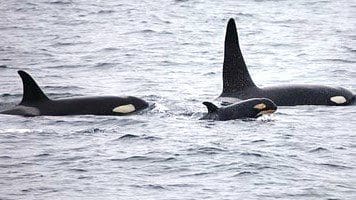 Two orcas swimming in the ocean with one of them laying on its back.