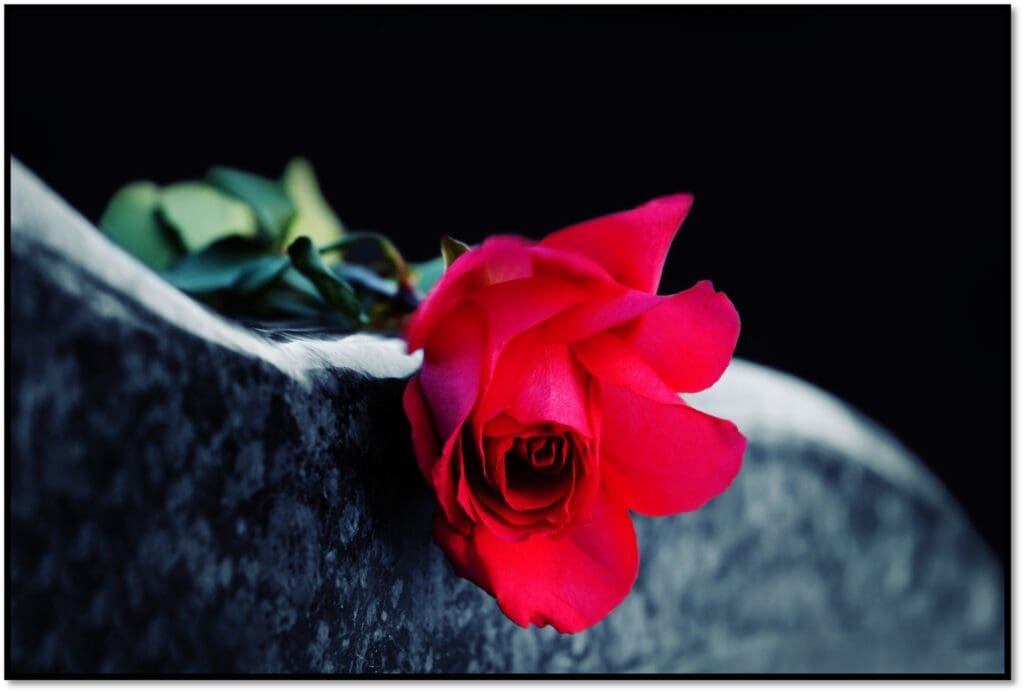 A red rose sitting on top of a black stone.