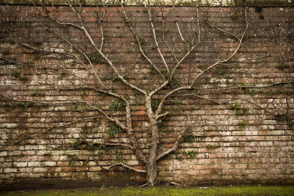 A leafless tree growing against a weathered brick wall.